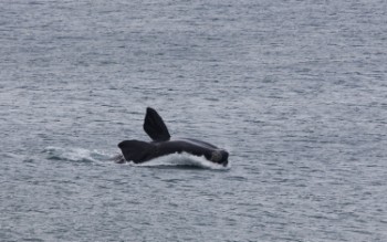 One of the creatures splashes back into the sea. Photo: ZAZ