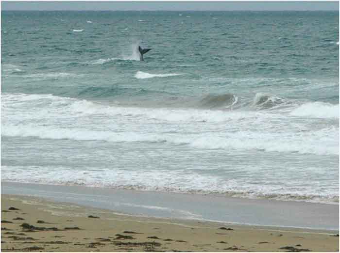 Whale at Mogs Creek