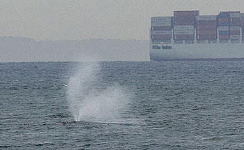 whales at Ocean Grove