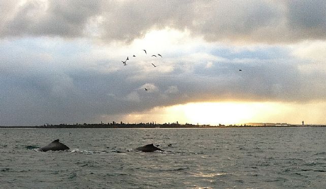 Whales on the great ocean road