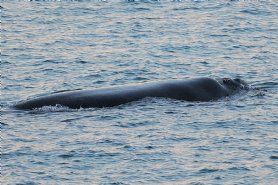 Whale at Lorne