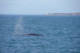 whales at Queenscliff